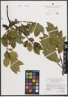 Foto von Salix mielichhoferi Saut.